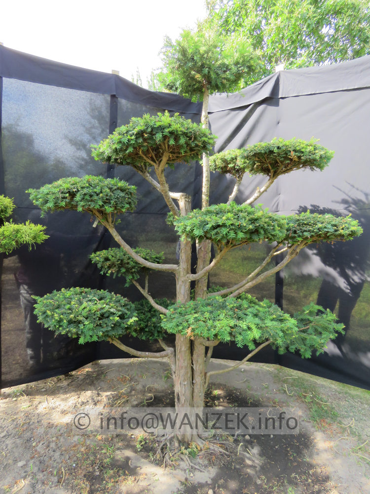 Taxus baccata Dovastoniana Bonsai 06.JPG